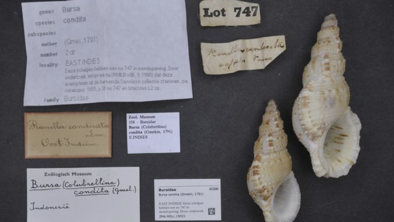 Erfgoedpartners Platform collecties: controversieel erfgoed